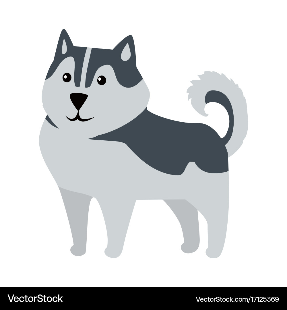 medium husky