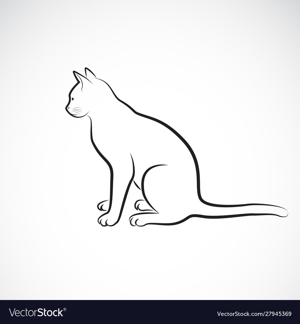 Sitting cat on a white background pet animals