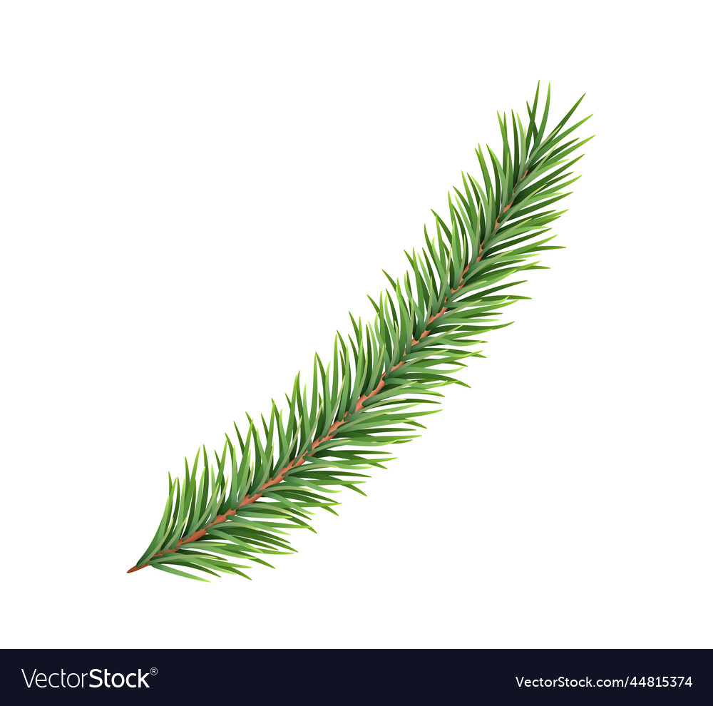 Spruce branch green fir realistic christmas tree Vector Image