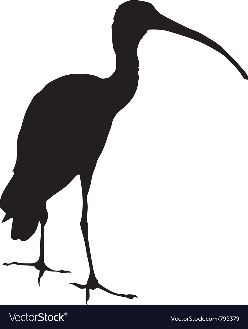 Black silhouette of ibis