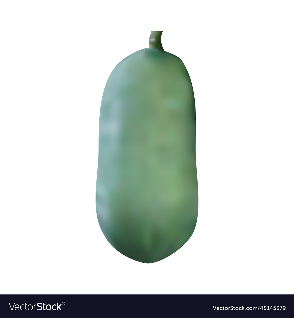 Realistic green papaya Royalty Free Vector Image