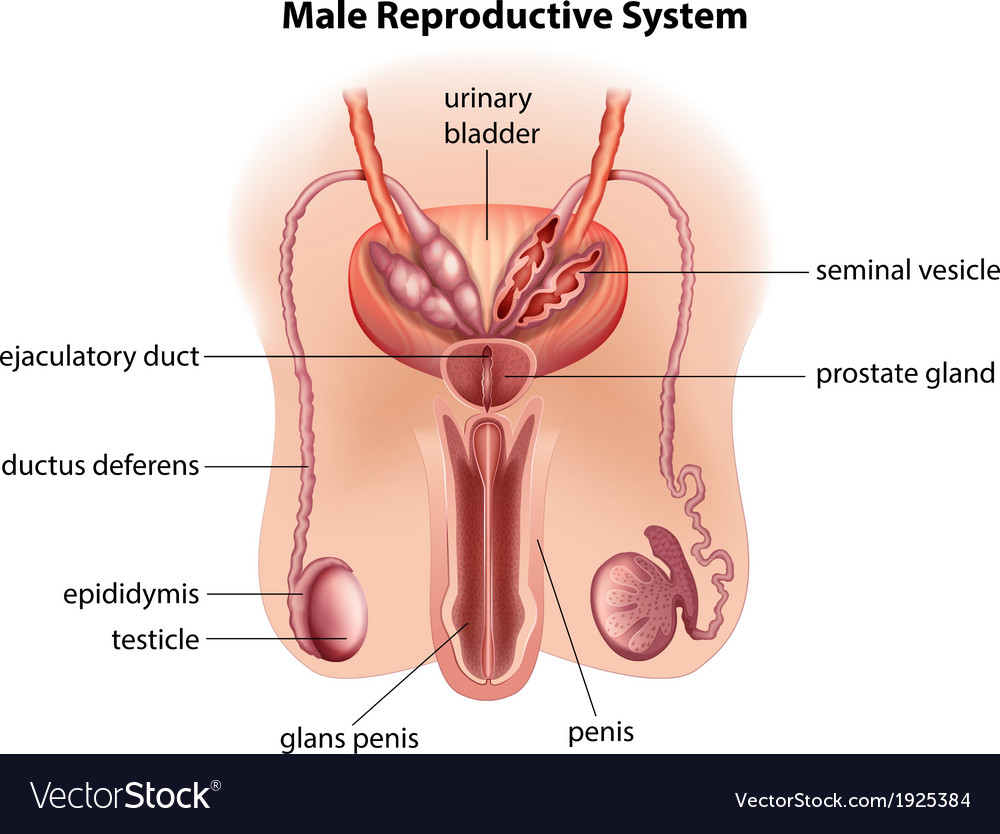 Schematic presentation of male reproductive systems of the bull and... |  Download Scientific Diagram