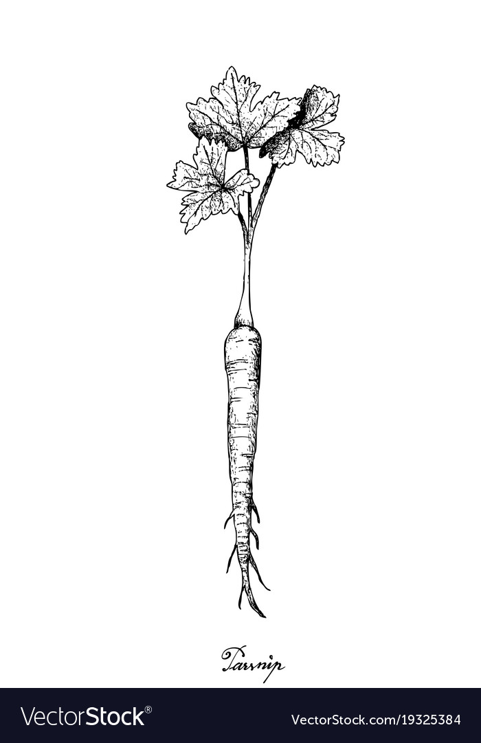 Hand drawn of parsnip on white background