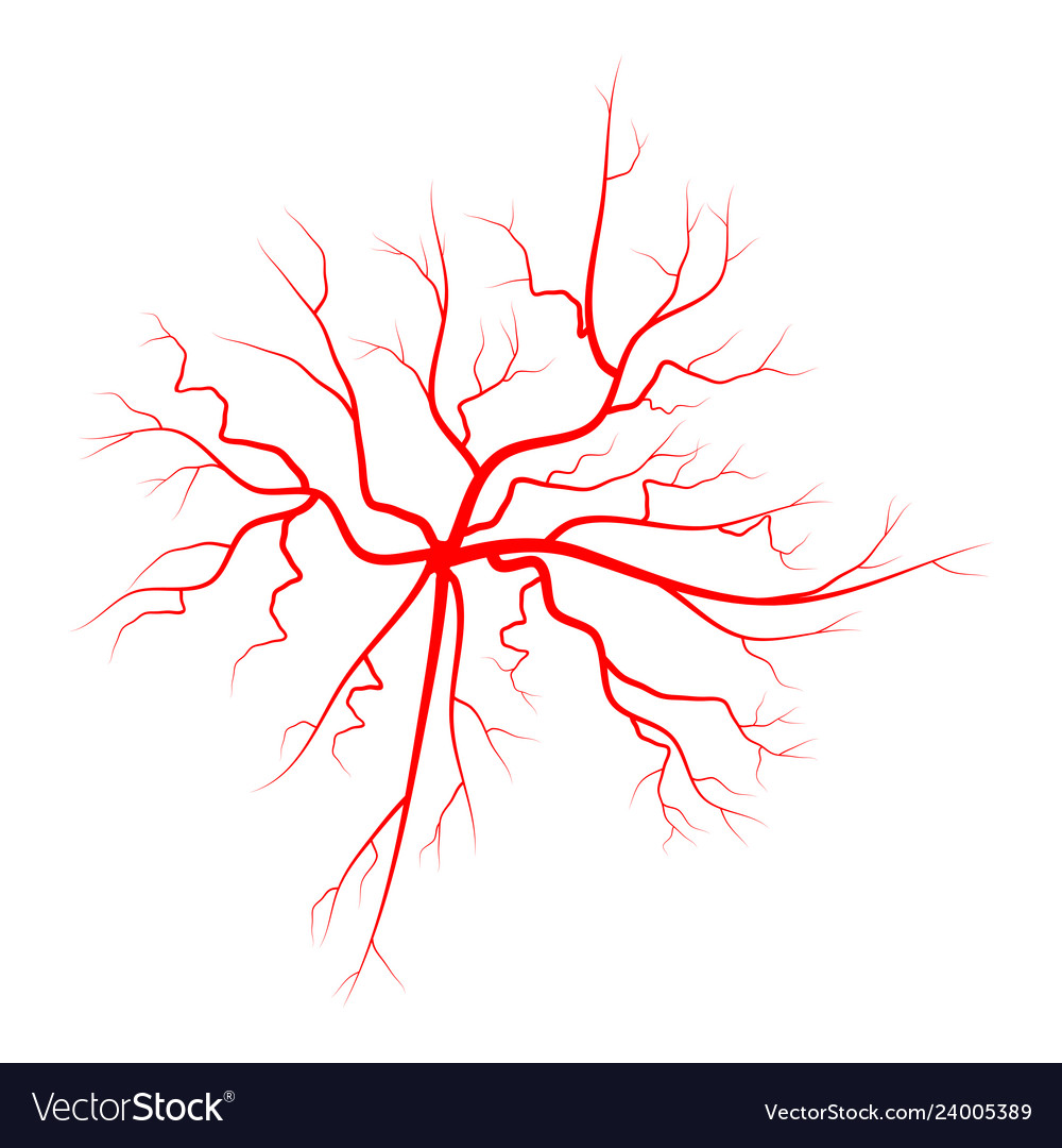 Spider vein symbol icon design beautiful isolated Vector Image