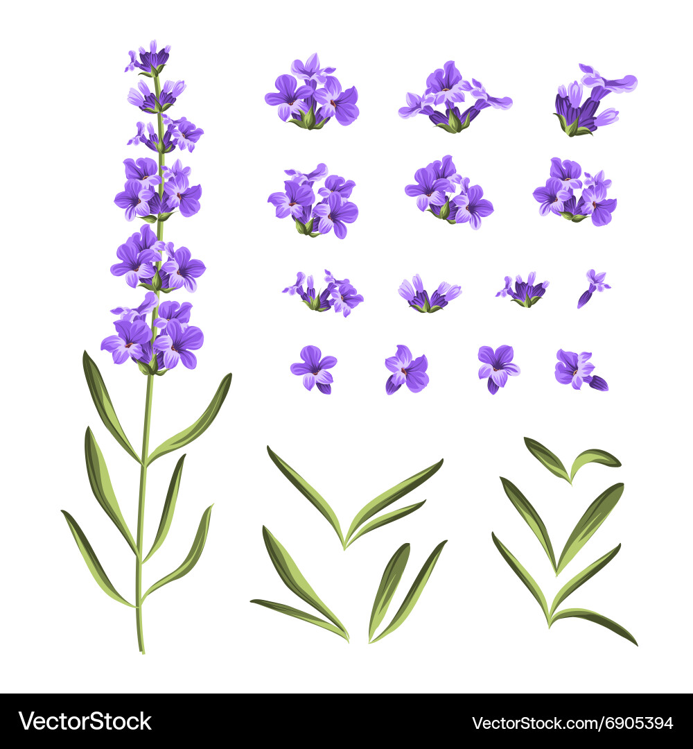 Set lavender flowers elements Royalty Free Vector Image