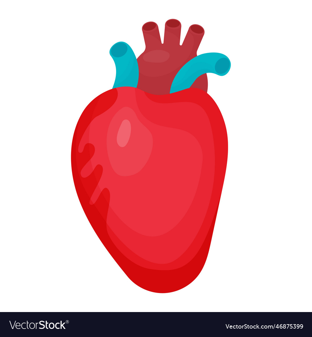 Heart human cardiology organ