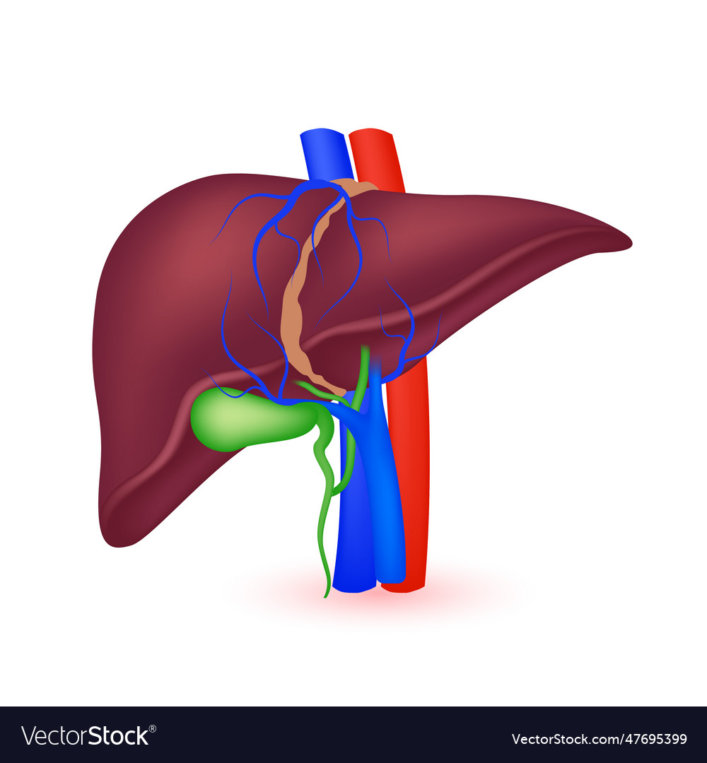 Liver anatomy model isolated Royalty Free Vector Image