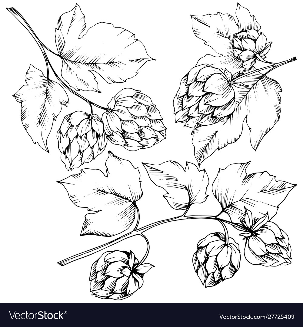 Black and white engraved humulus ink art Vector Image