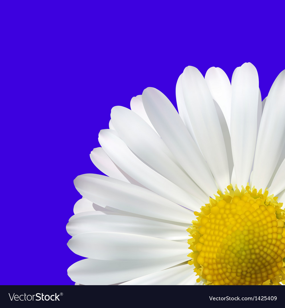 Daisy flower on a blue background