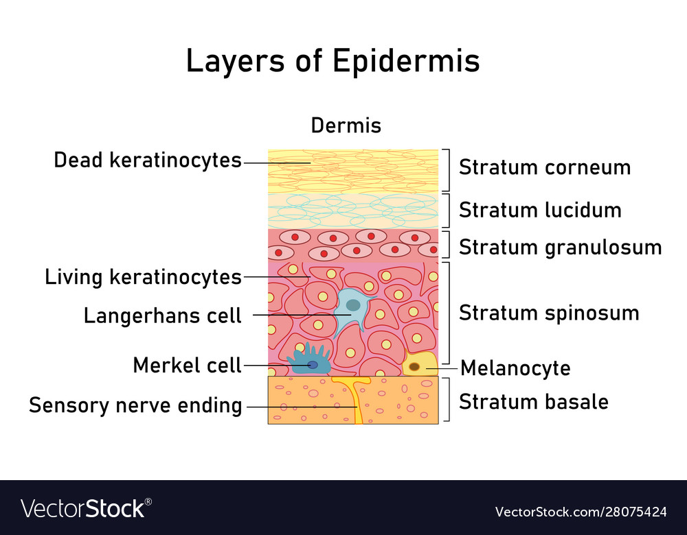 With structure dermis Royalty Free Vector Image