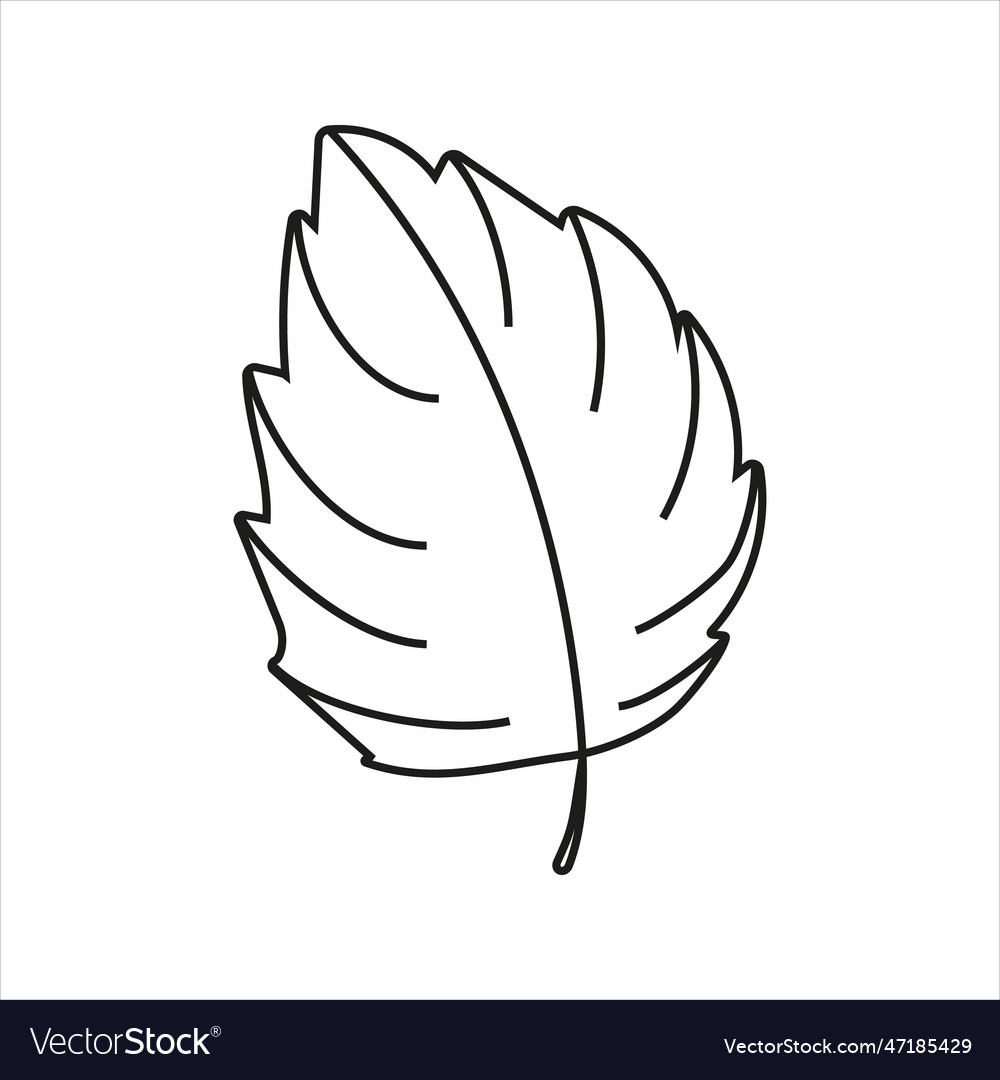 Basil leaf in doodle style Royalty Free Vector Image