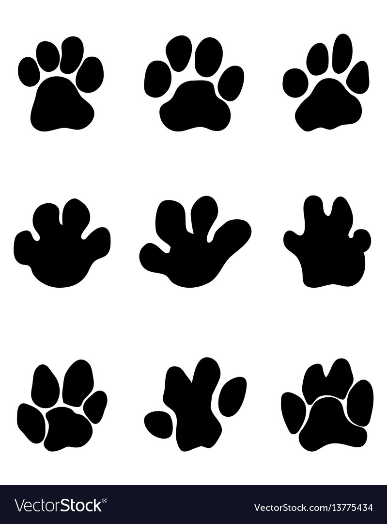 Footprints of hippopotamus Royalty Free Vector Image