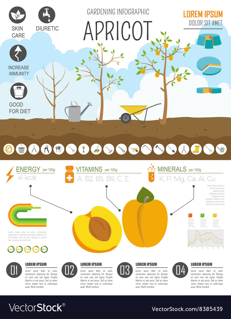 Gartenarbeit Landwirtschaft Infografik Aprikosengrafik