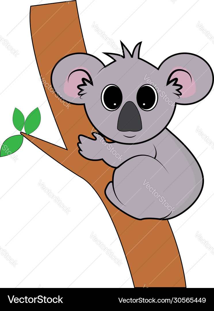 Koala Royalty Free Vector Image - VectorStock