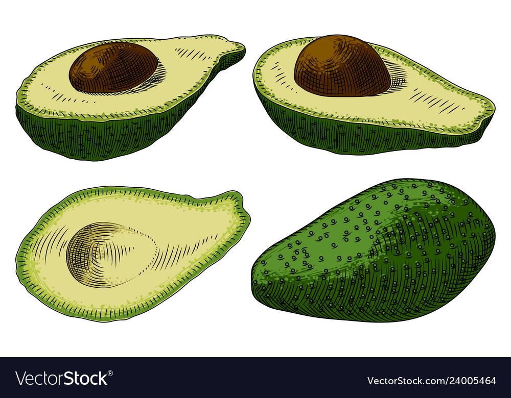 Nützliche Gemüse Avocado auf weißem Hintergrund vector image Nützliche Gemüse Avocado auf weißem Hintergrund