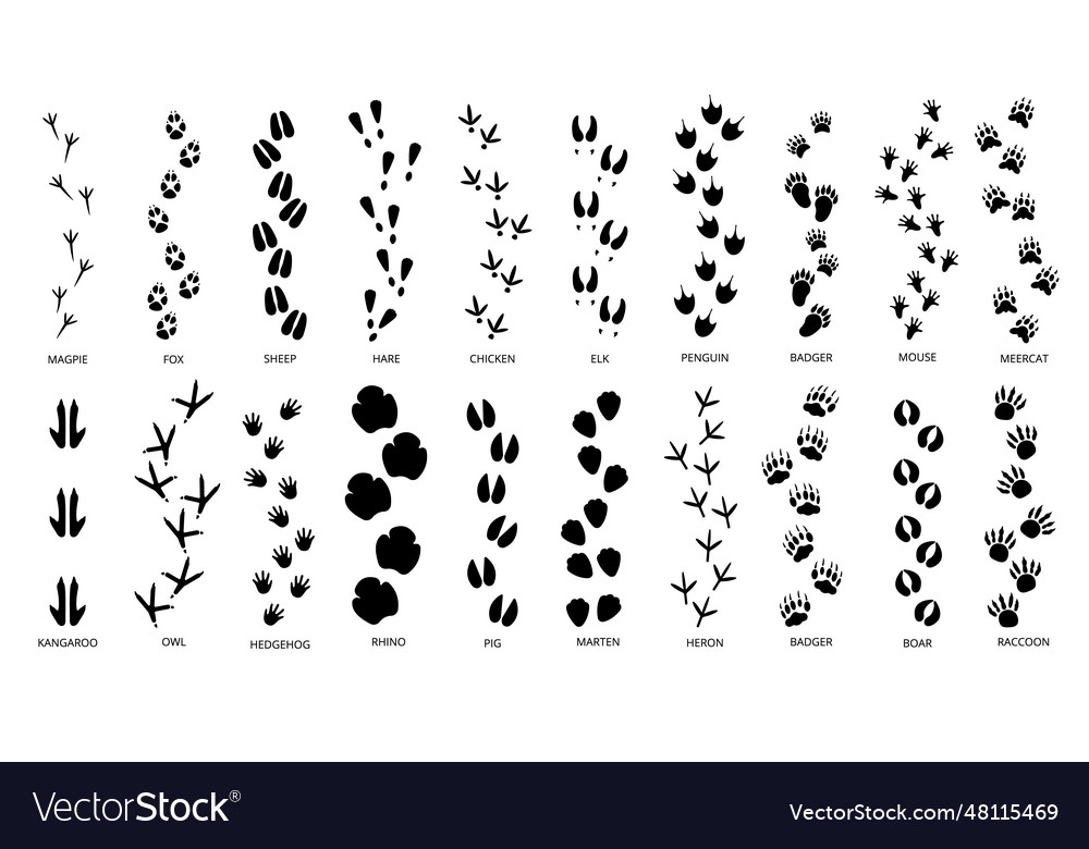 Animals footprints tracks black silhouettes vector image Animals footprints tracks black silhouettes