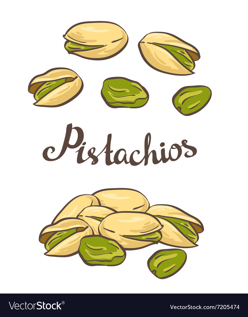 Pistachio nuts Royalty Free Vector Image - VectorStock