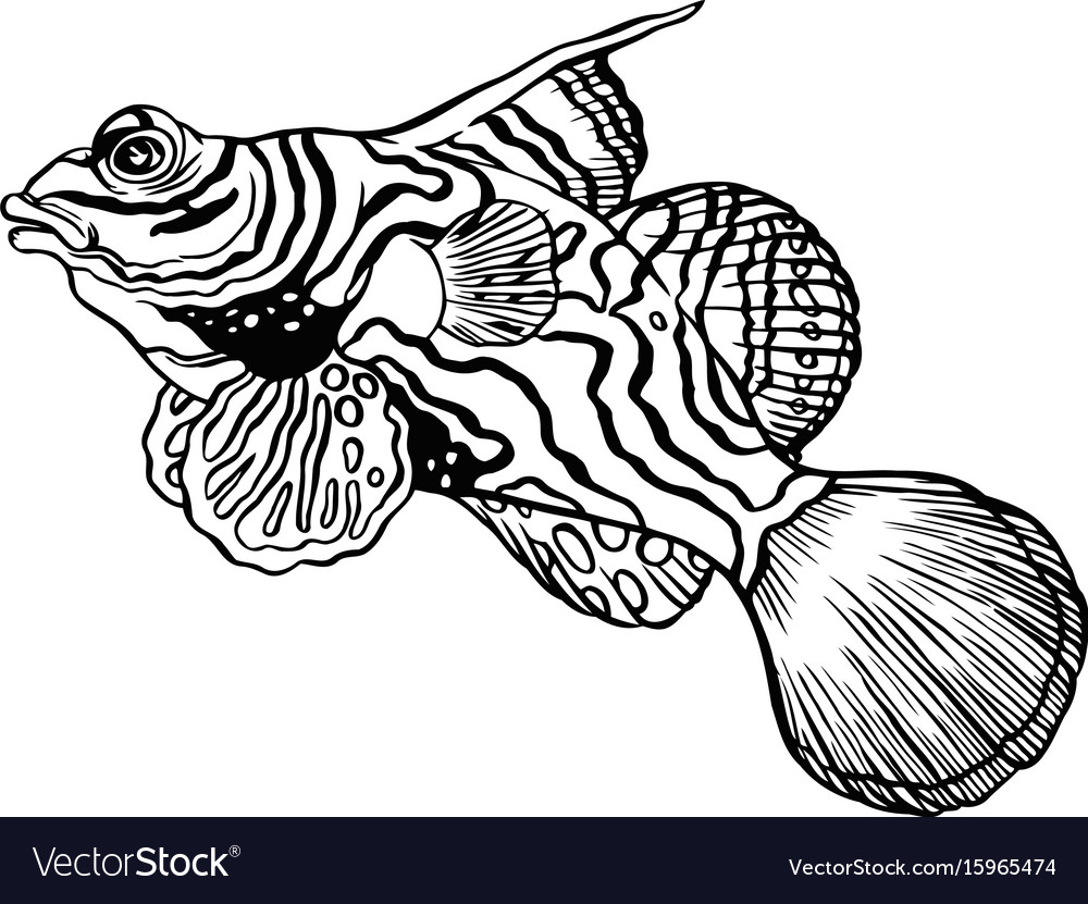 Mandarin Fish Drawing