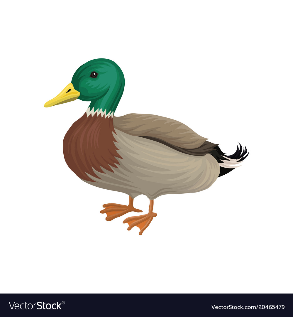 Drake Duck Poultry Breeding Royalty Free Vector Image