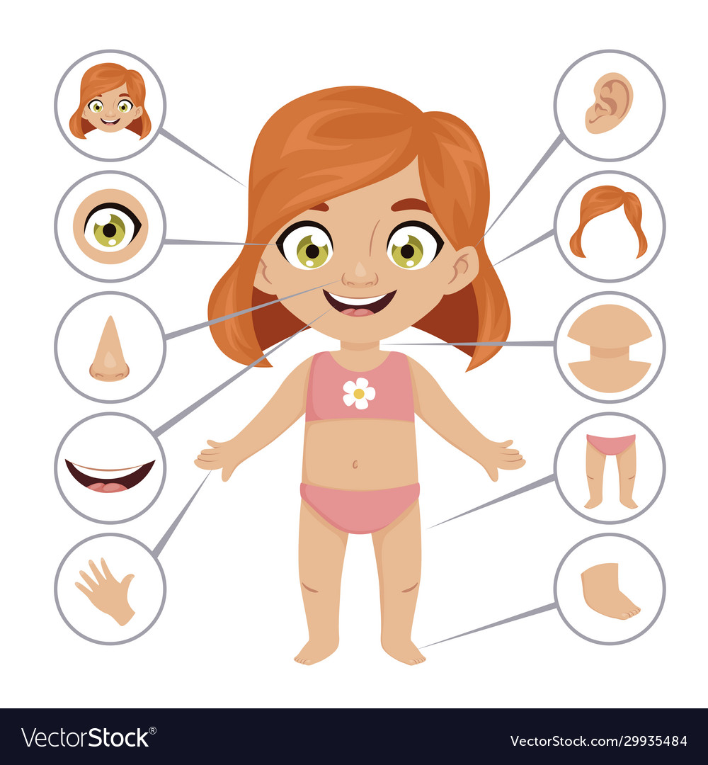 Baor child body parts school educational poster Vector Image