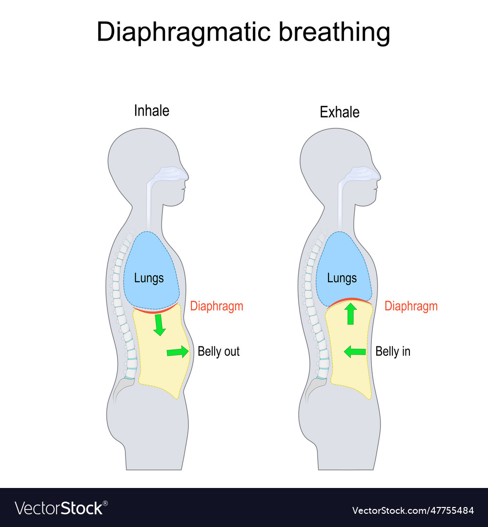 Diaphragmatic Breathing Abdominal Belly Or Deep Vector Image