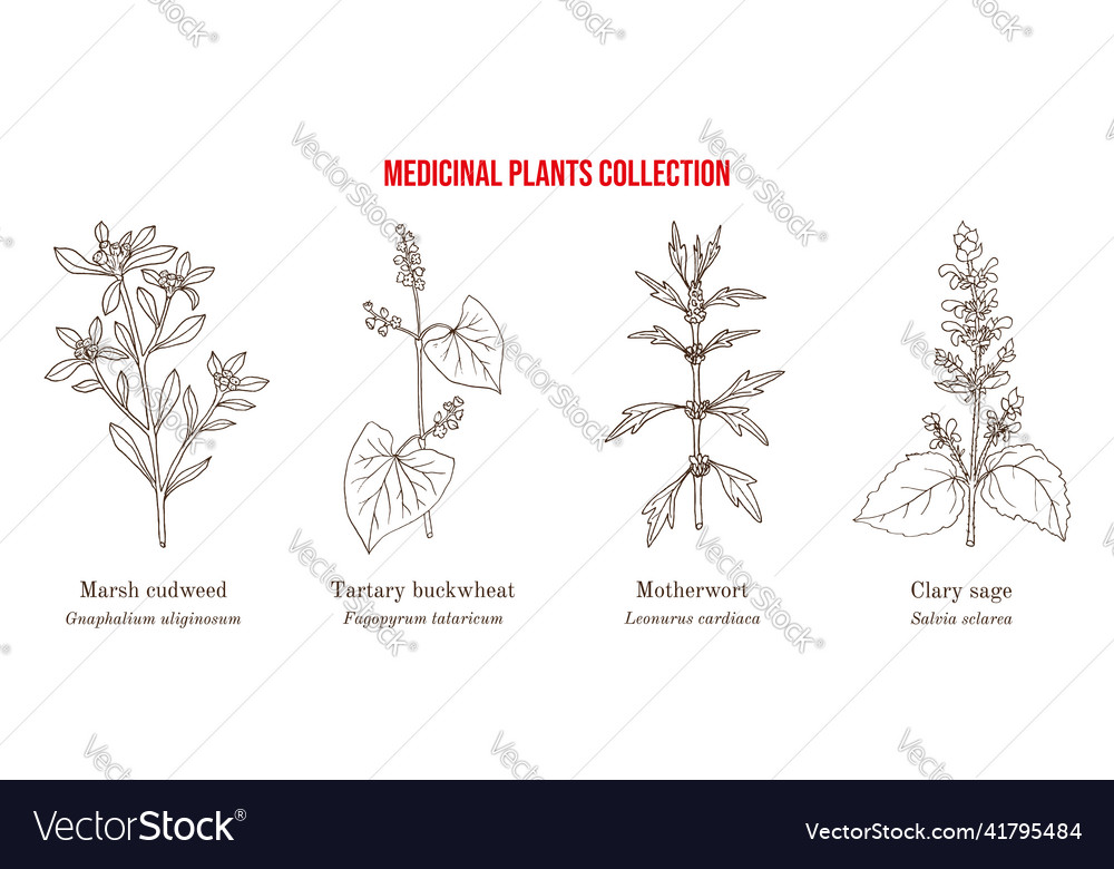 Set of different medicinal plants