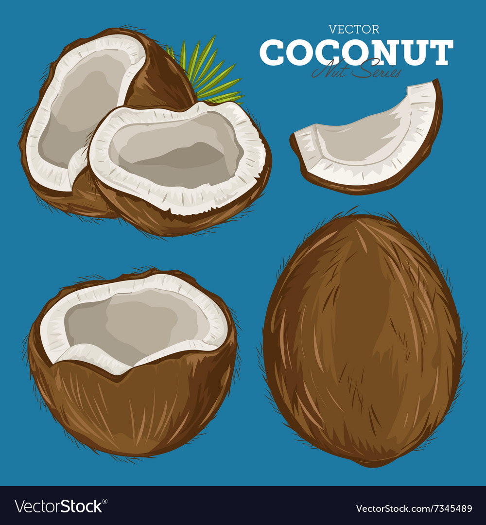 Coconut isolated