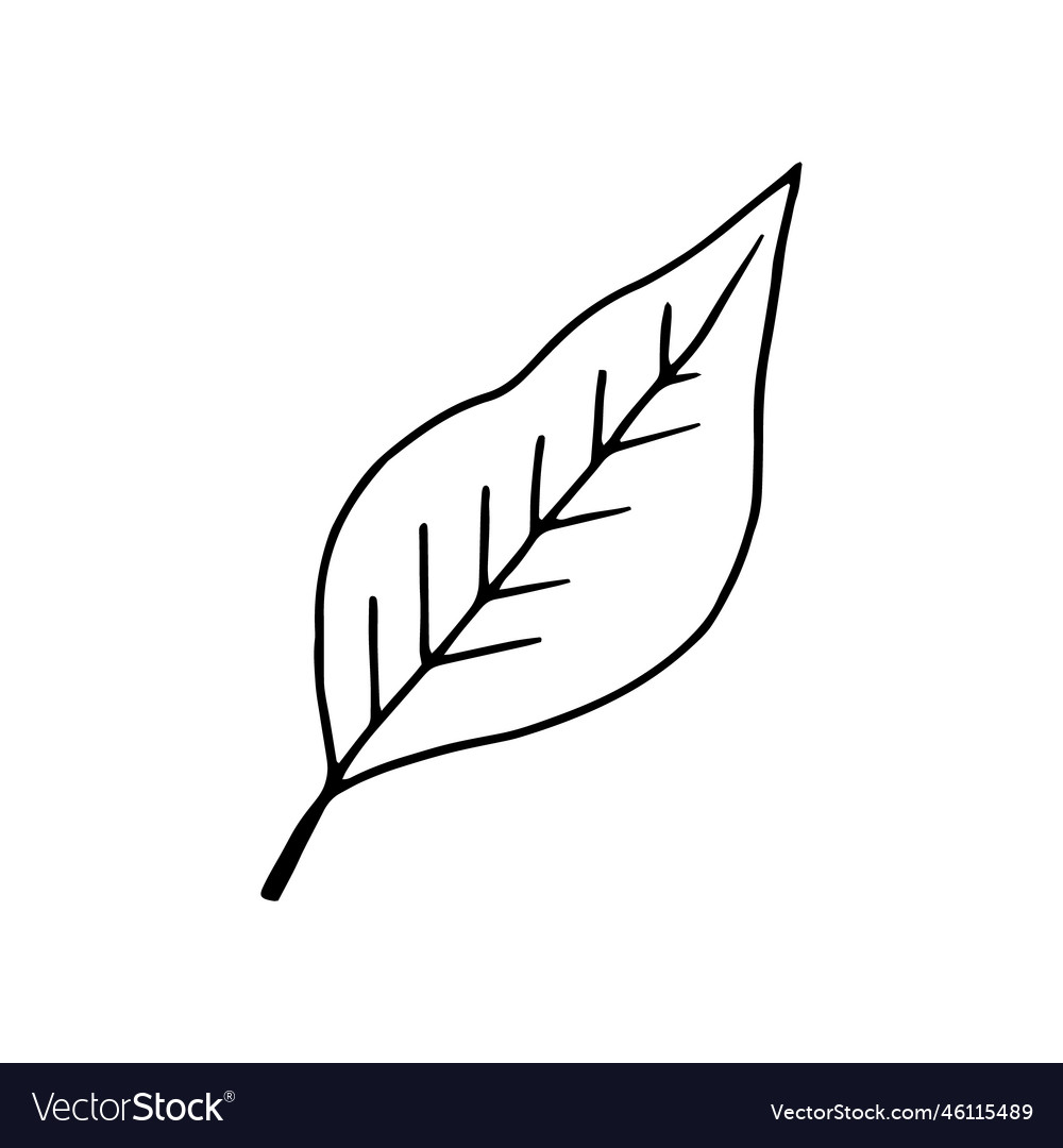 Coffee leaf hand drawn in doodle style icon Vector Image