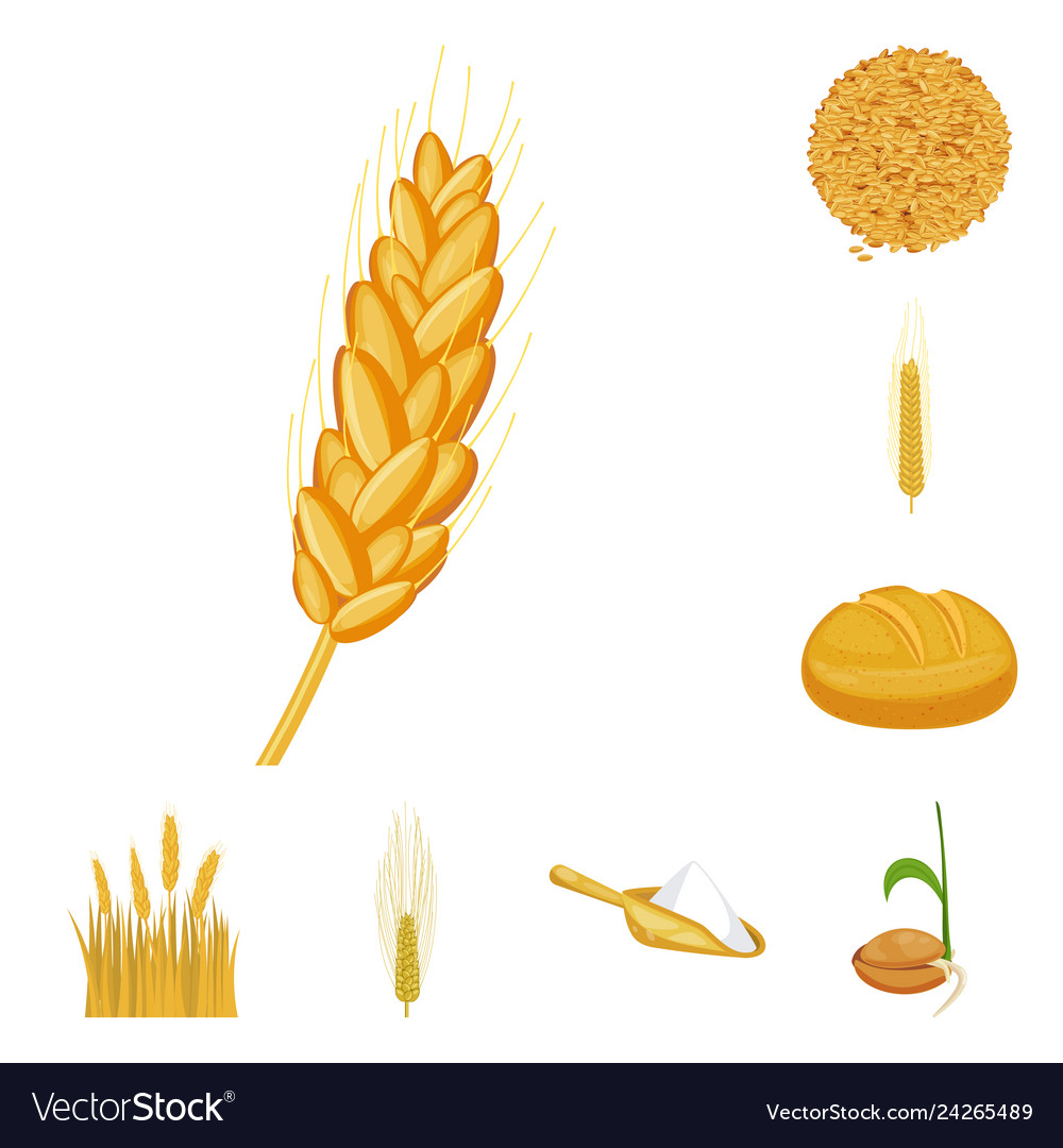 Isolated object of wheat and corn sign set vector image Isolated object of wheat and corn sign set