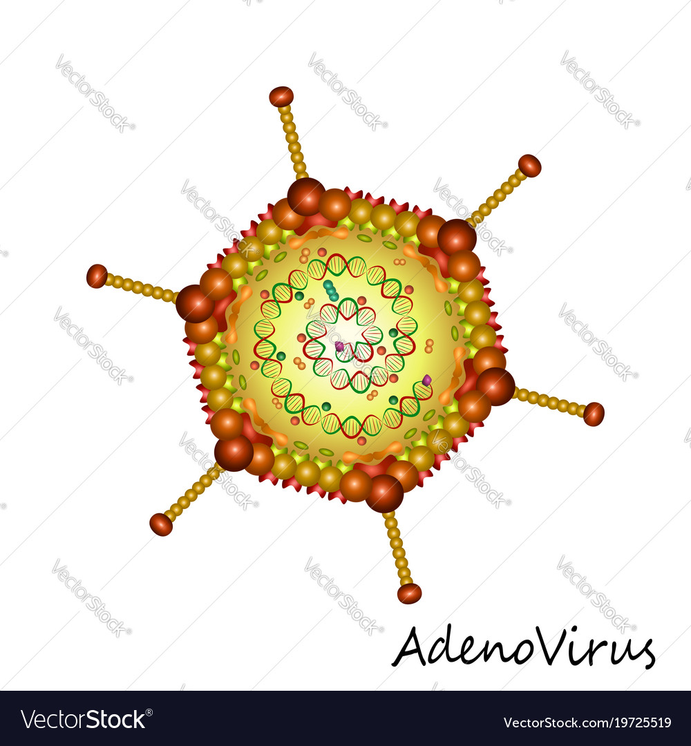 Adenovirus particle structure isolated