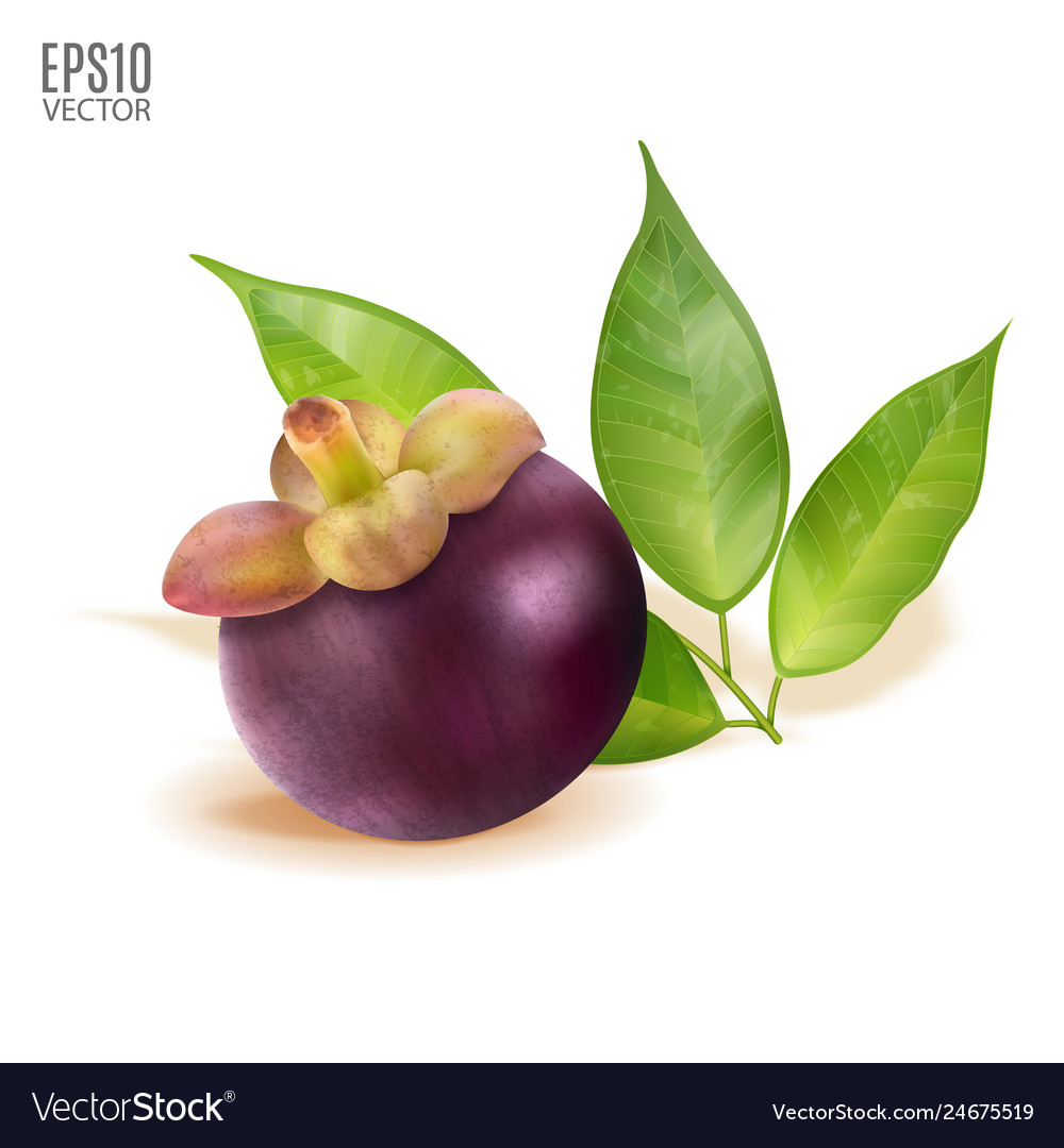 Ripe mangosteen with leaves isolated Royalty Free Vector