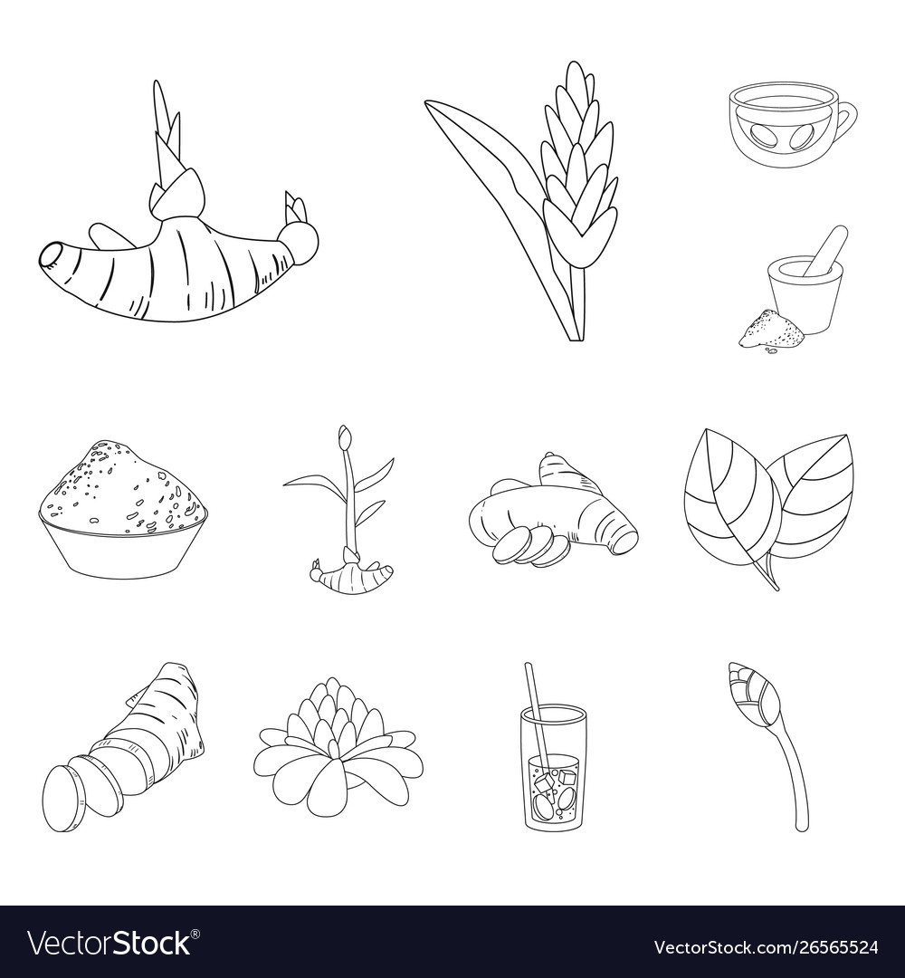 Isolated object vegetable and natural sign set vector image Isolated object vegetable and natural sign set