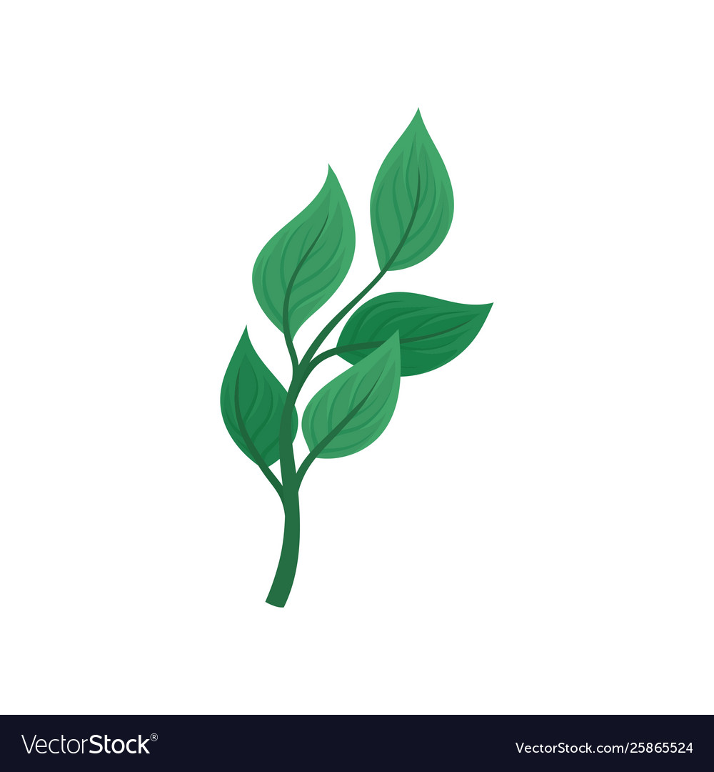 Stem with five leaves