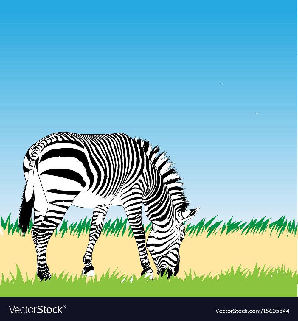 Zebra