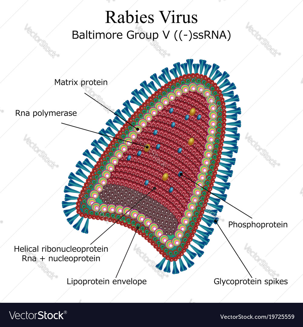 rabies virus