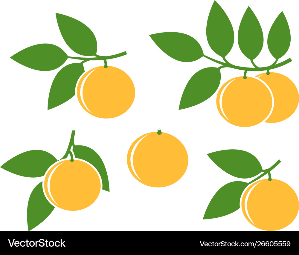 Grapefruit Royalty Free Vector Image - VectorStock