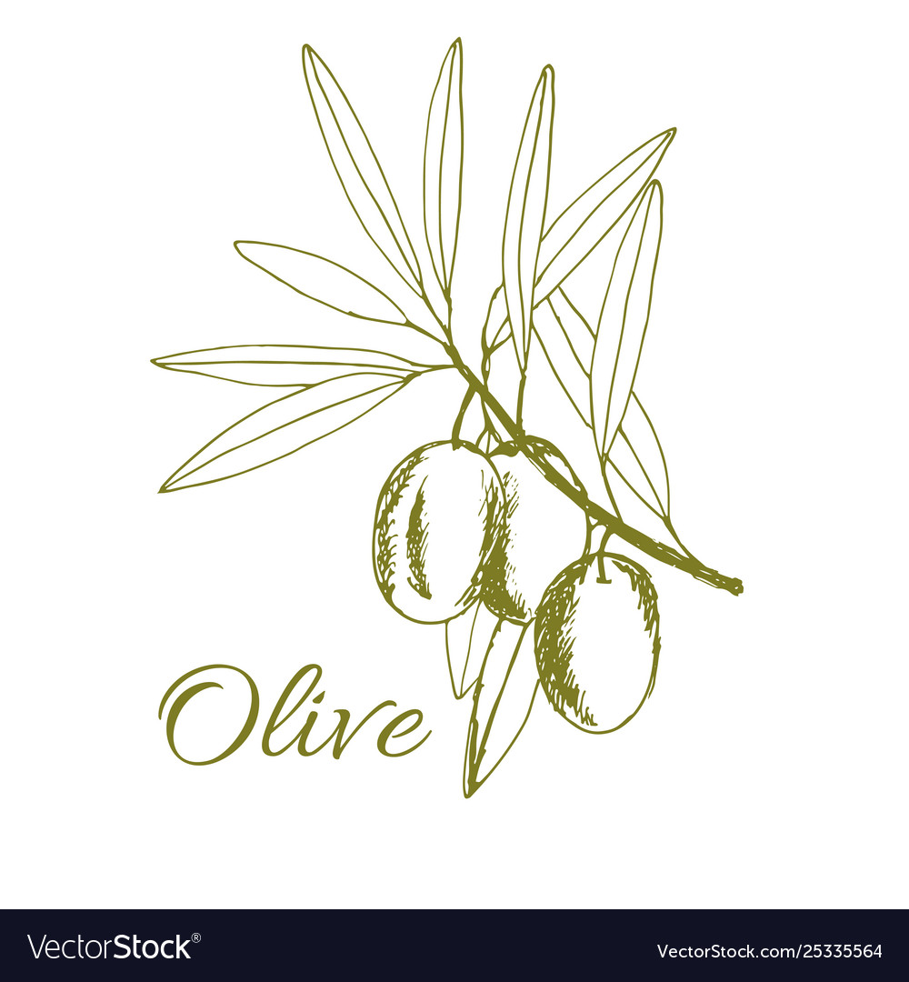 Branch olives sketch