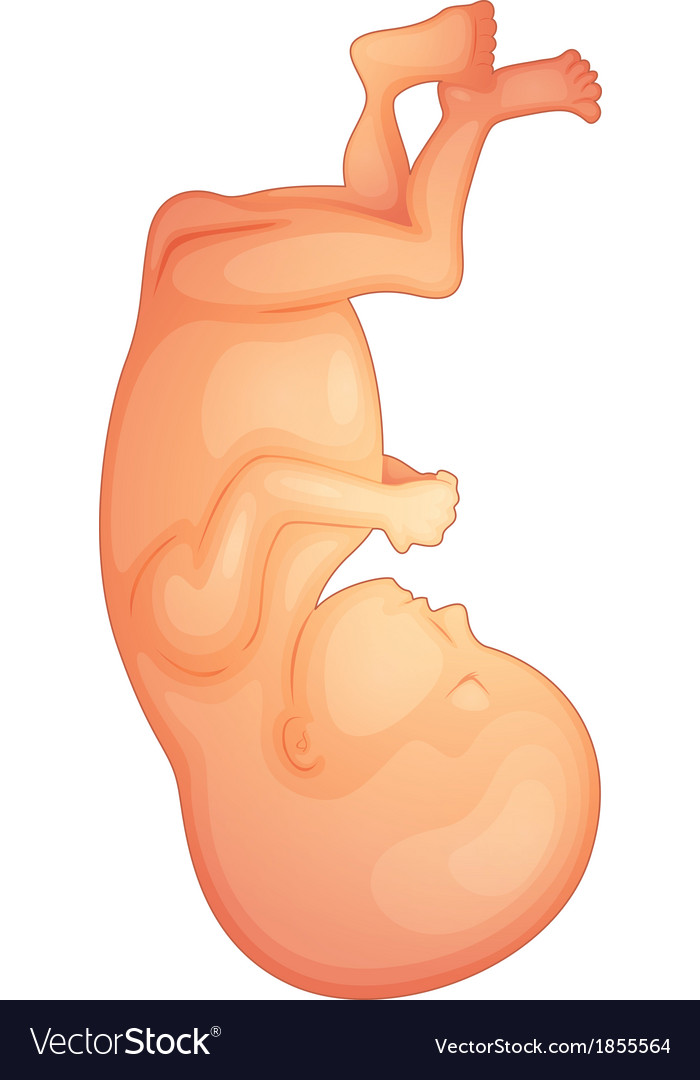 Human fetus