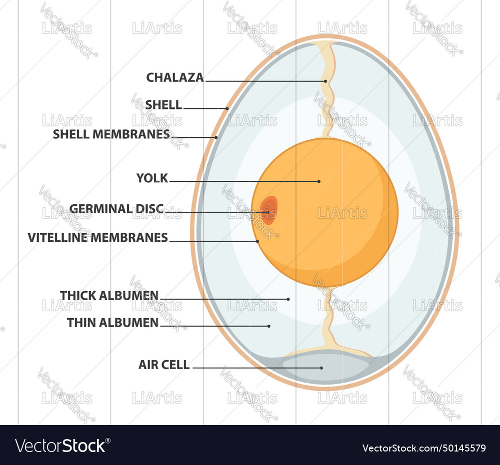 Egg Anatomy Royalty Free Vector Image - Vectorstock