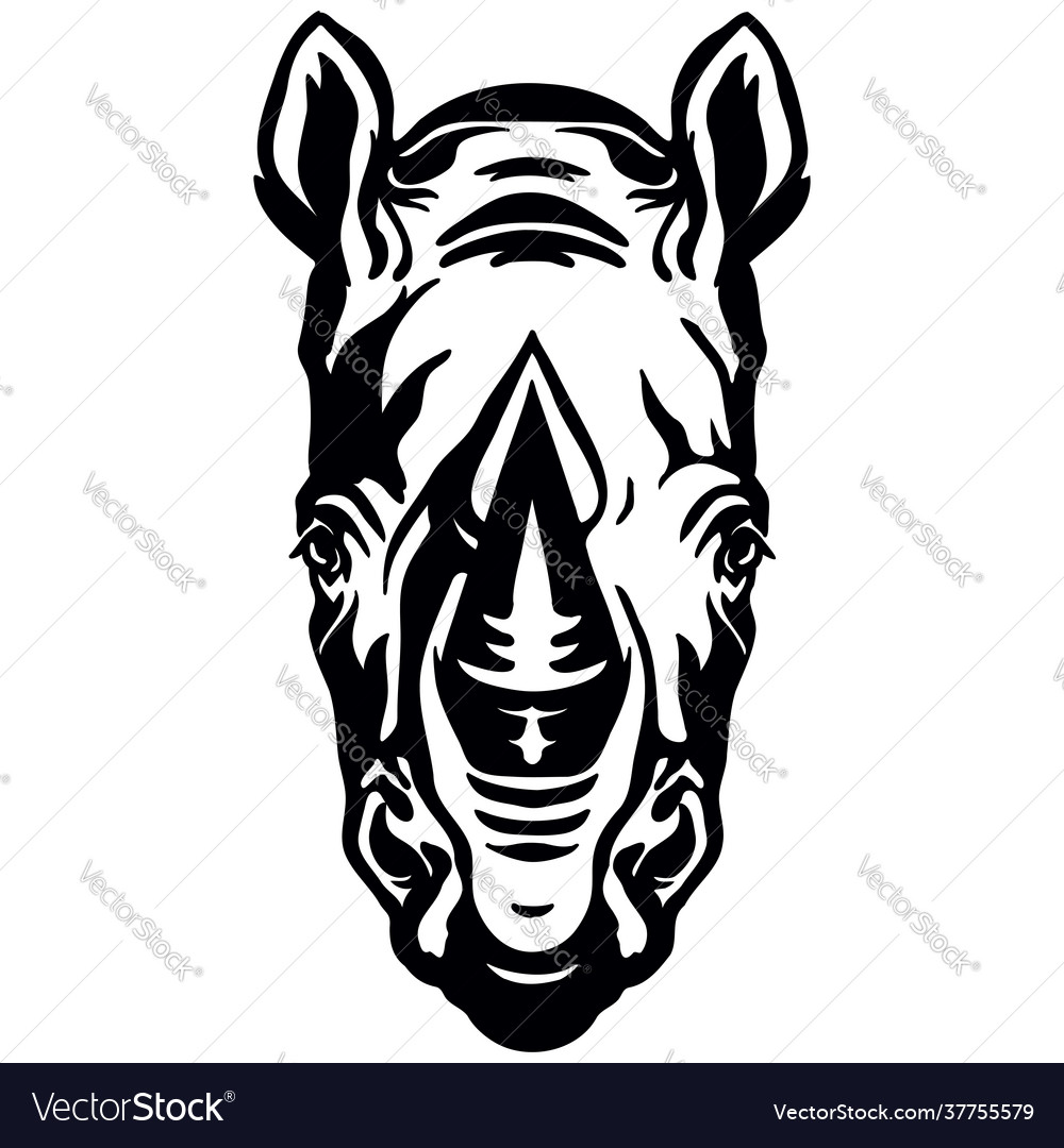 Head mascot rhino isolated on white vector image Head mascot rhino isolated on white