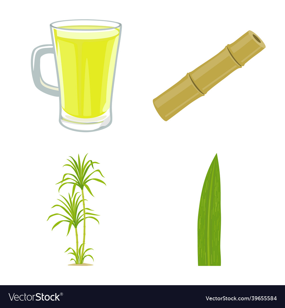 Isolated object of sugarcane and plant sign