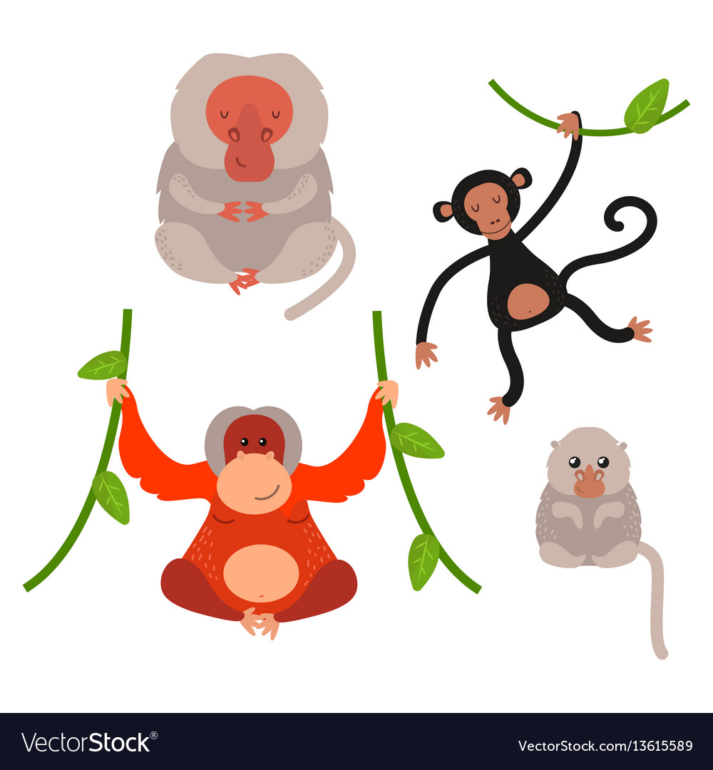 Different types monkeys rare animal set Royalty Free Vector