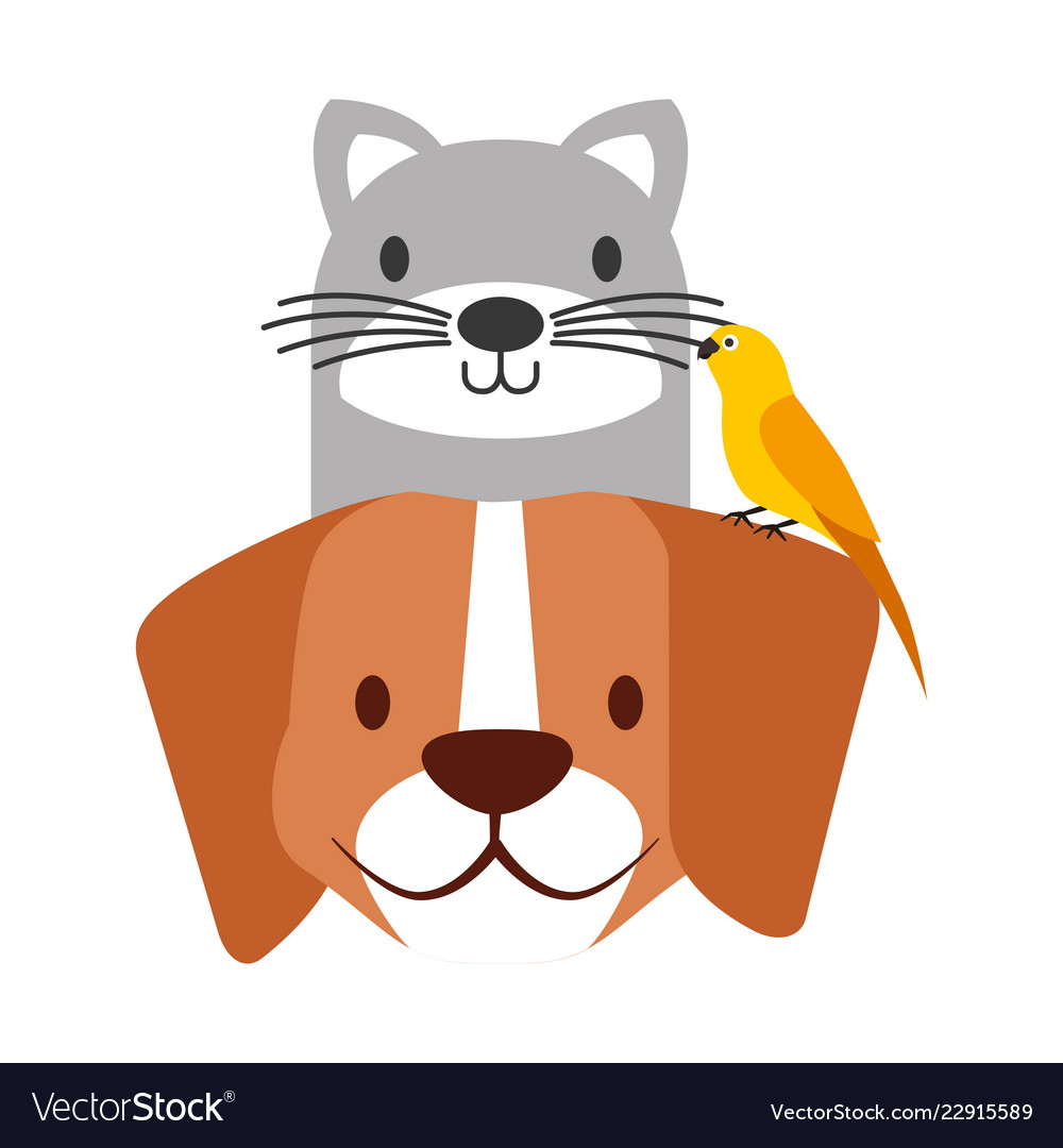 Pets dog and cat canary bird Royalty Free Vector Image