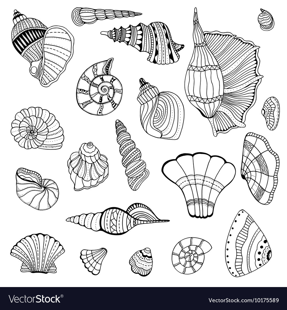 Seashell set collection
