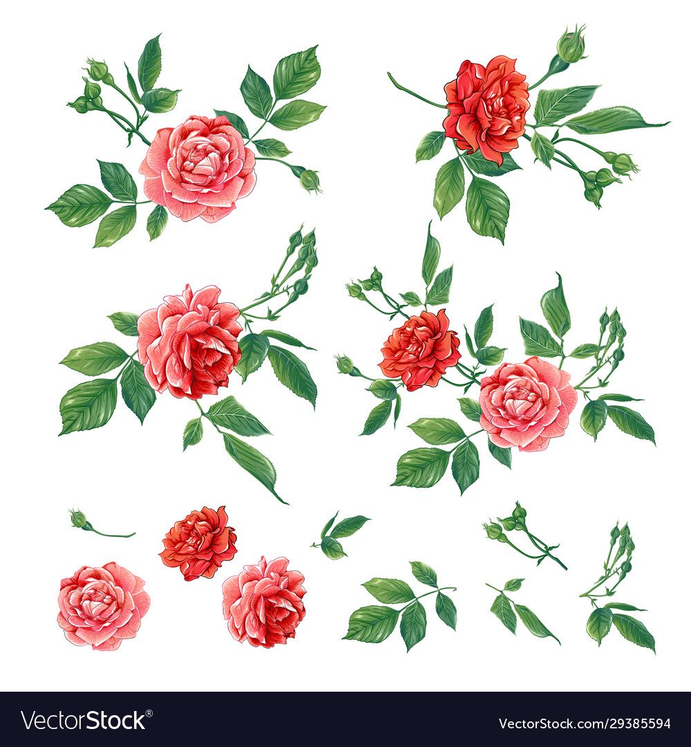 Red roses set