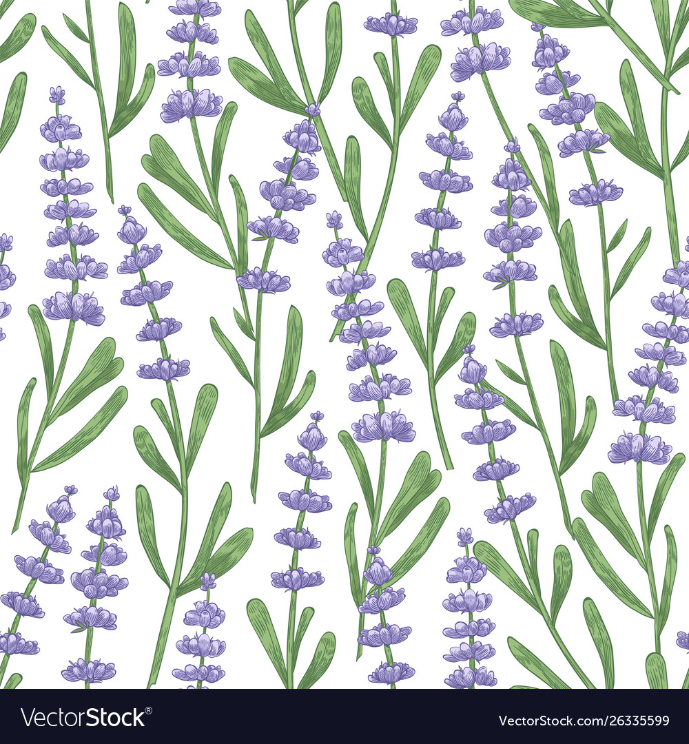 Botanical seamless pattern with lavender flowers Vector Image