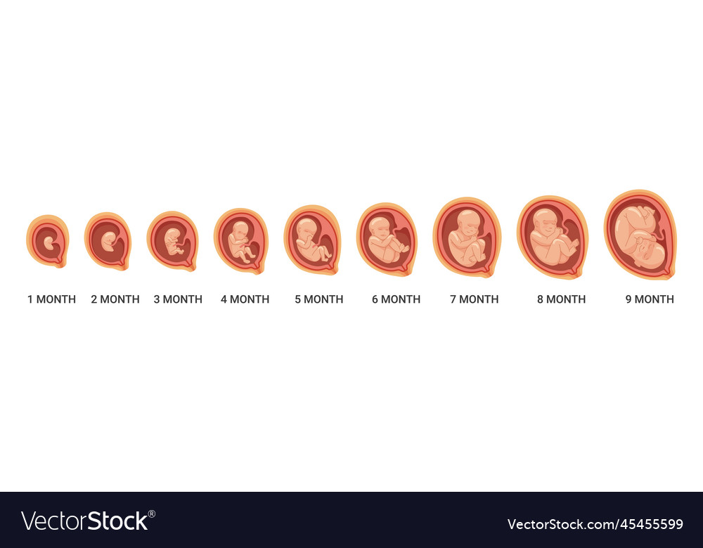 Fetal Stages Human Embryo Growth Process Vector Image