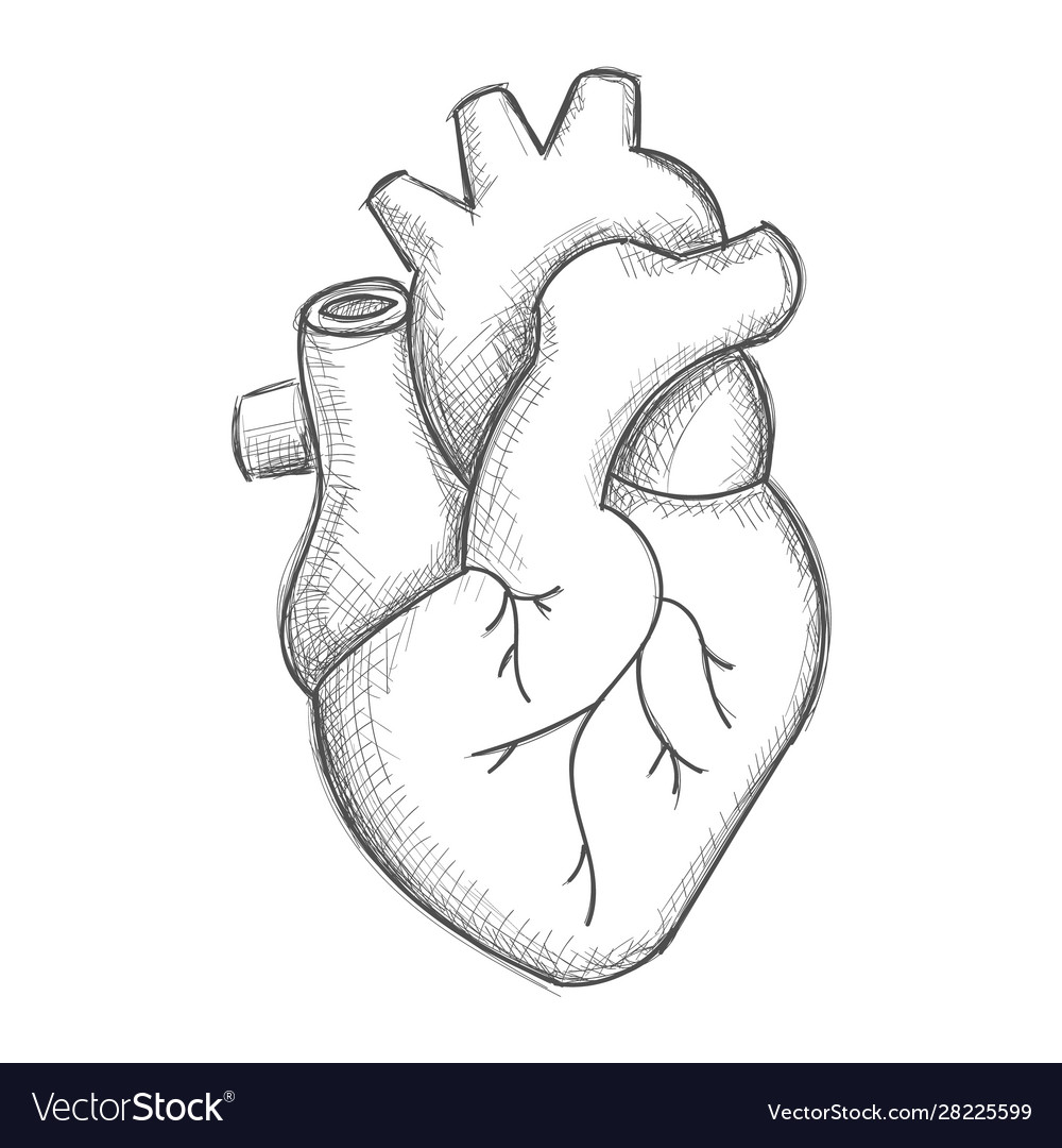 Human Heart Stock Illustration  Download Image Now  Diagram Anatomy  Biology  iStock