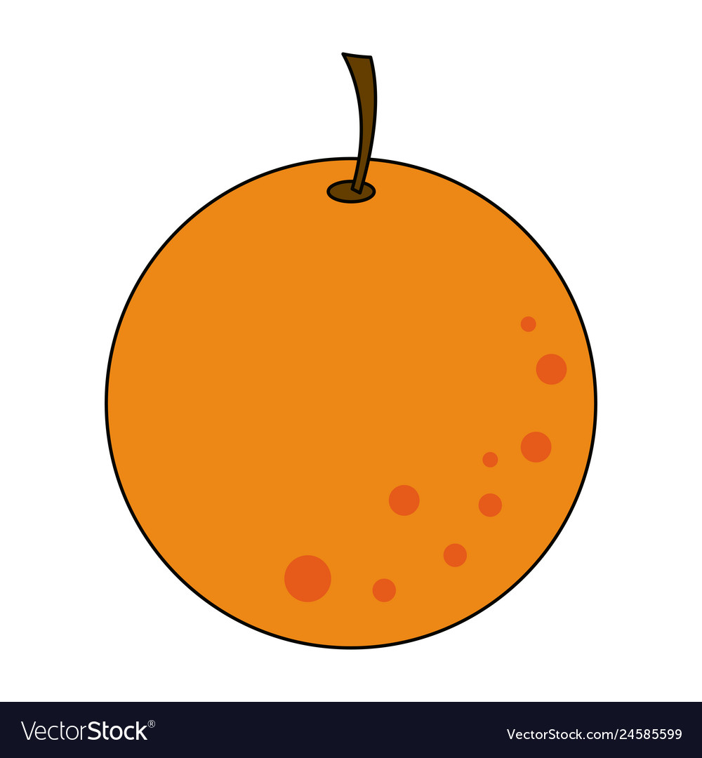 Orange citric fruit Royalty Free Vector Image - VectorStock