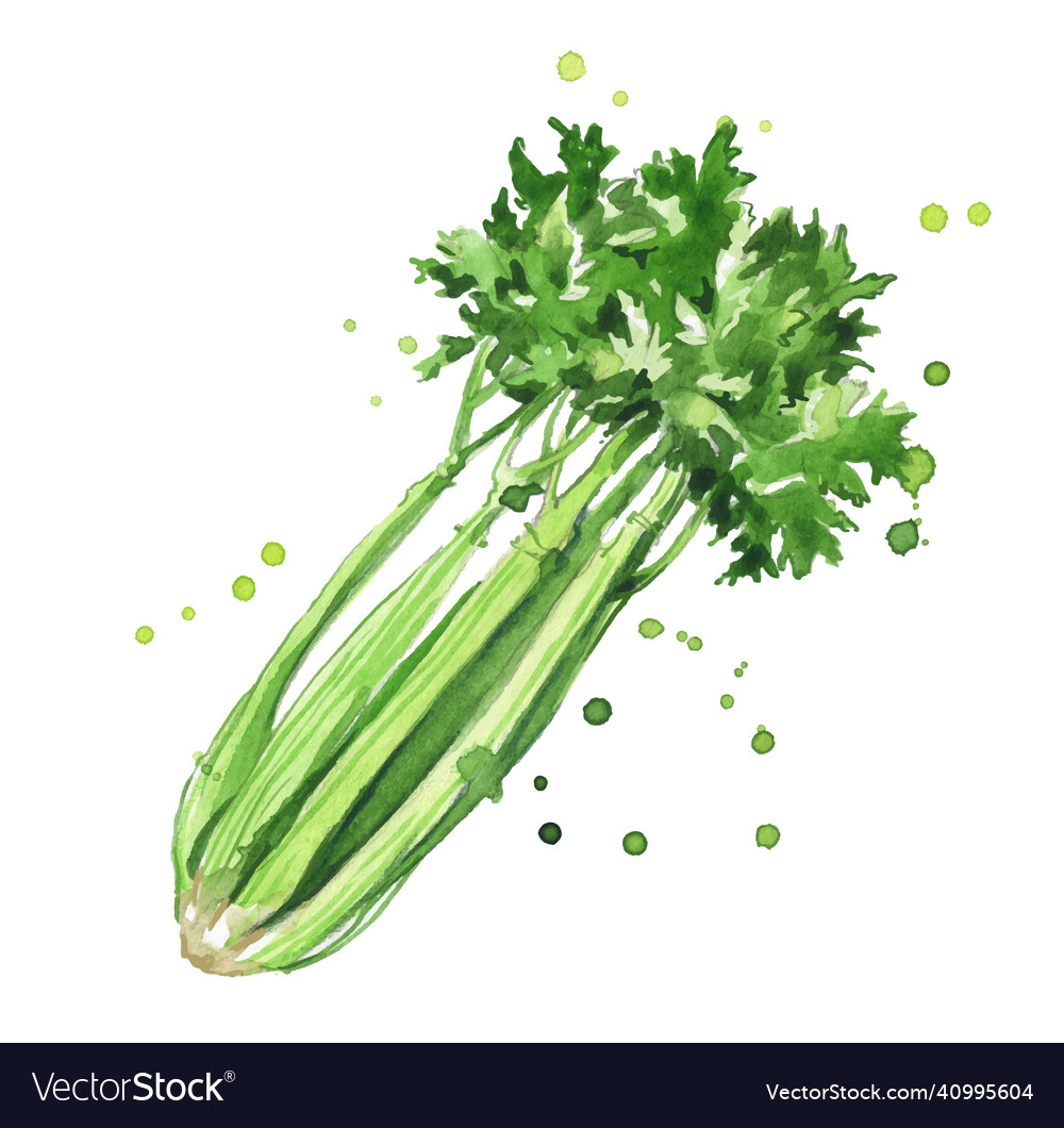 Celery watercolor Royalty Free Vector Image VectorStock